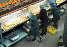 Here the clementines are put manually into boxes.