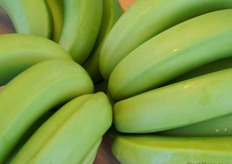 Green bananas