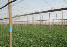 Under the plastic a variety of crops are grown. Here can be seen galia melon cultivation. Most of the fruit will be exported to other EU destinations such as Germany, the Netherlands and the UK. Spain prefers Piel de Sapo.