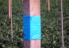 The blue wrap is a thrips trap. There is very little chemical control in use in this cultivation, more biological control is preferred.