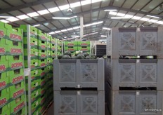 Inside the packing house the melons are prepared for distribution.