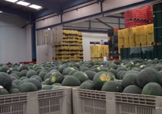 A large quantity of watermelons ready for packing.