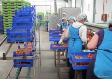 Tomato sorting.