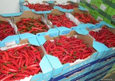 Chillies waiting to be collected.