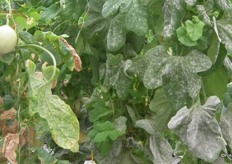 The quest for downy mildew proof melons! This is the early stages of a breeding programme that hopes to see galia melons become mildew resistant.