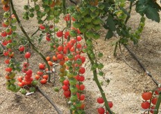 Tomato breeding programme.