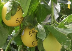 Melons that have been numbered to show that they have been selected for exhibiting the desired genetic traits.