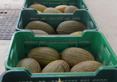 Piel de Sapo melons.