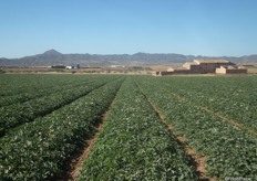 An open field Charetais melon cultivation between Almería and Murcia.