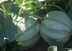 The fruits themselves. These melons are grown for the French market. The cultivation in Spain means the availability of this variety is extended within France.