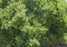 The research centre near Murcia. Citrus is a popular crop in the area.