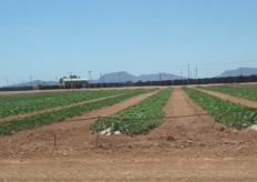 Melon research.