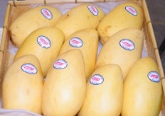 premium mangoes of Hi-Las for export, product of the Philippines