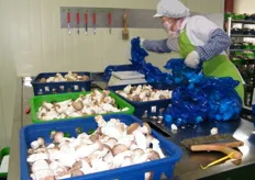 segregating the King Oyster mushroom's accdng. to their sizes