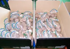 ready for export-- Whimori mushrooms