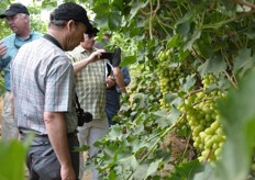 Participants inspect rows of one of ARD's white grape varieties.