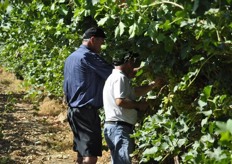 The open field days were designed to allow attendees to see how different grapes are grown. Participants were encouraged to handle and taste varieties right off the vine.