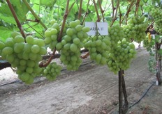 This early variety white grape is designated as ARRA 11. It has a high sugar content and is currently grown in Egypt, Tunisia and Morocco.