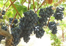 “Our grape varieties have great color. The blacks are 100 percent black with no hints of red,” said Schachar Karniel, head breeder for the ARD program. Above is one of the black varieties currently being developed.