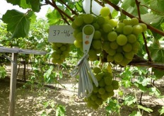 One of the larger white grape varieties measured on the vine.