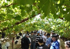 Close to 30 people were on hand to see how new grapes are bred and grown for Giumarra and Grapa's ARD program.