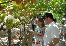 Attendees on hand hailed from South Africa, Europe and South America. Many took pictures and notes on grapes in development.