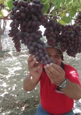 Several participants were impressed by the size and color of the fruit which was in development.