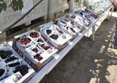 Various ARRA grape varieties are displayed for attendees to see and taste.