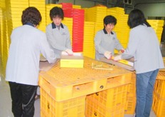 happy workers packing paprika