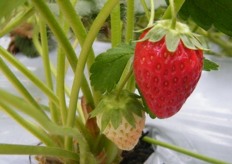 Korea´s finest strawberries