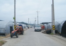 main road of the farm