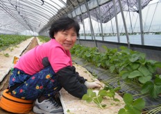 a watermelon farmer spreading the vines