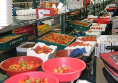 strawberries for the local market, famous among Korean bakeries in garnishing pastries