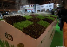 Rijk Zwaan showed various lettuce varieties