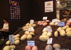 Seeding potatoes from Meijer en Agrico