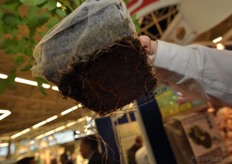 Cocogreen presented their new sustainable pot