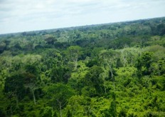 Amazon Rainforest, as seen from the sky.