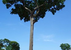 The Brazil-Nut Tree, the size of which is gigantic.