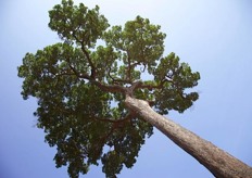 The Crown of the Brazil Nut Tree