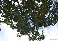 When you look carefully, you can see the Coco of the Brazil Nuts up in the tree. Each coco contains approx. 20 nuts, which are in turn inside their individual shells.