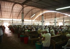 The packing station employs around 800 people dedicated to the cracking of these nuts.