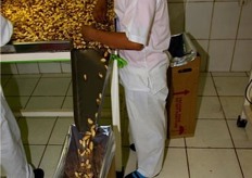 Before being vaccum packed, the nuts are packed in cartons of 40 lbs each