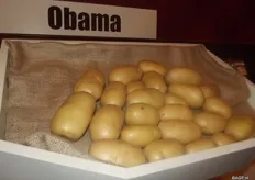 Obama, an early table potato which received it name four years ago, when Obama first became president. This potato has a good presentation and a good flavour. Selection company Kooij focuses of supplying good seedlings and the buyer decides what they want to do with them. But it is advised to take varieties with thin peels.