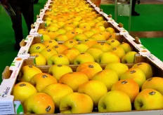 The neighboring Trentino, collects half a million tons of apples, thus making Bolzano and Trento, the main Italian producer, with a market share of 70 per cent of the national total.