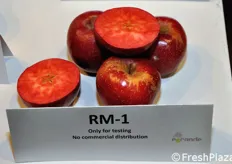 The real new entry of the 2012 Interpoma was an apple with red flesh, presented in various forms and in different stands, as well as the subject of a specific in-depth technical and scientific conferences in the course of and parallel to the fair. Almost all specimens of apples with red flesh, as in this portrait photo and developed by the French nurseries Escande, are still in the testing phase and have not yet been introduced to the market.