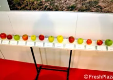 Apples under development and testing at Johan Nicolai nurseries (Belgium).