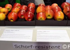 Scab resistant apple variety at DL-Valois-Ligogi nurseries.