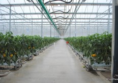 Greenhouse for peppers