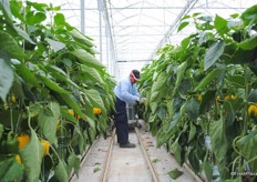 Harvesting the crop