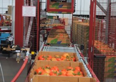 The palettizing machine takes boxes of tomatoes on the vine.